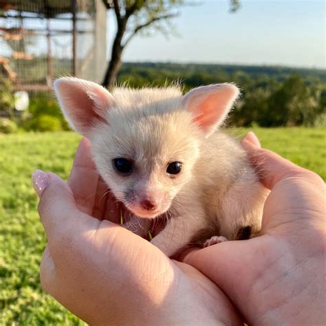 Baby Exotic Animals For Sale
