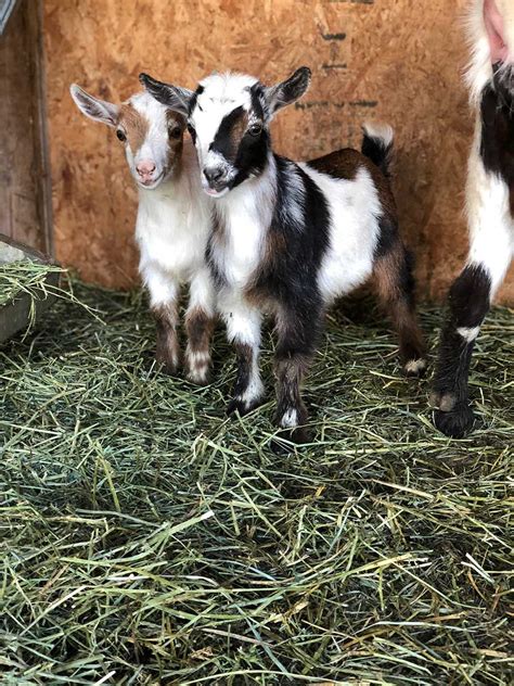 Baby Goats For Sale In Michigan