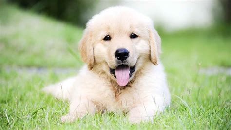 Meet Heaven a cute Golden Retriever puppy for sale for 650. Heaven
