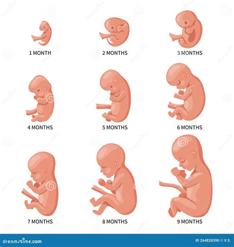 Baby Growth Chart In Womb