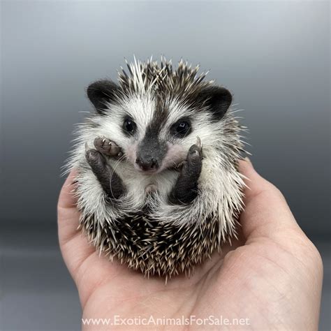 Baby Hedgehogs For Sale In Md