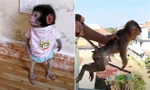 Unleashing the Horrors: Barbaric Treatment of a Baby Monkey by Heartless Humans
