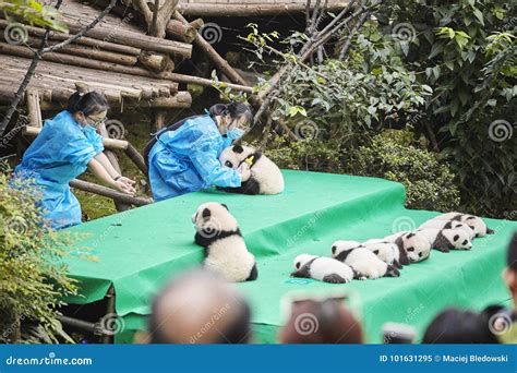 Baby Pandas at Chengdu Panda Base