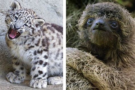 Baby Rare Endangered Animals