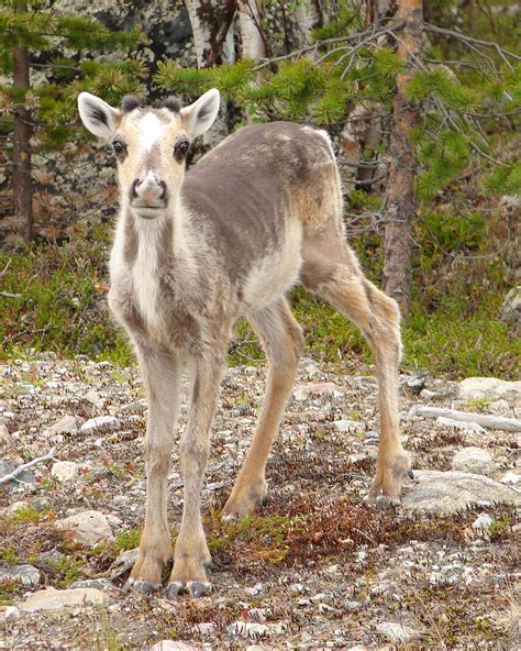 Baby Reindeer