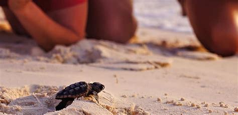 Baby Sea Turtles Acapulco