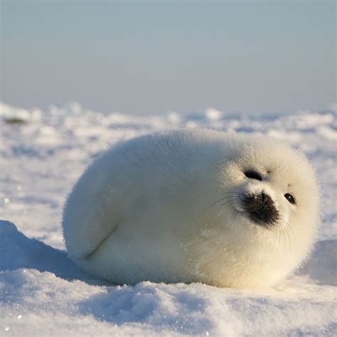 Baby Seal