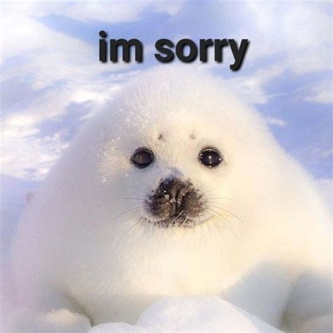 Baby Seal Meme
