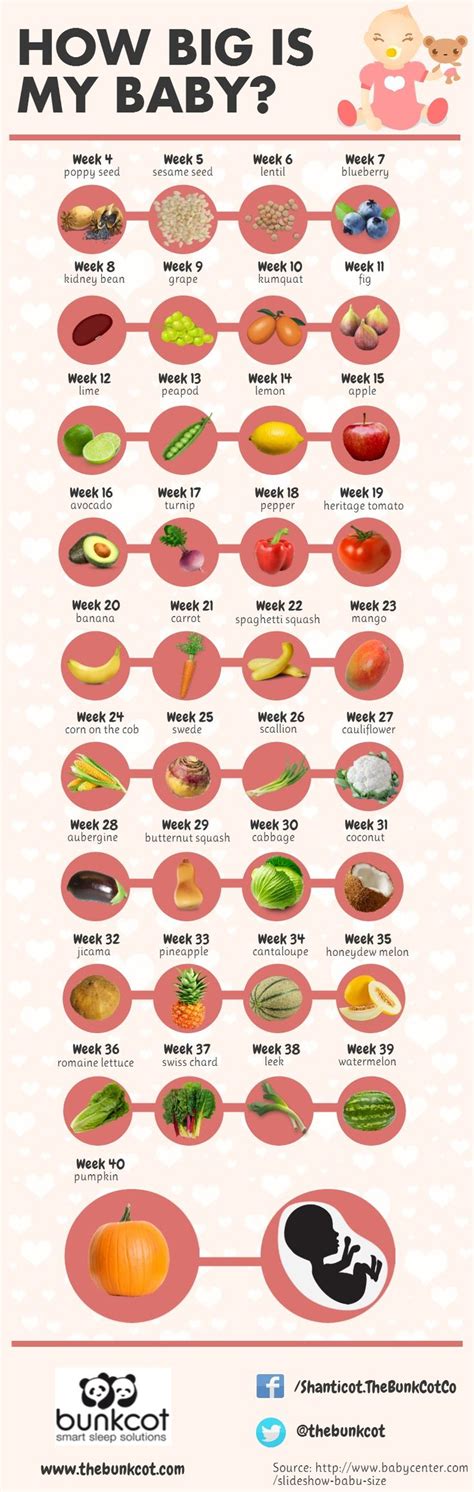 Baby Size Chart Pregnancy