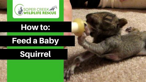 Baby Squirrel Food Recipe