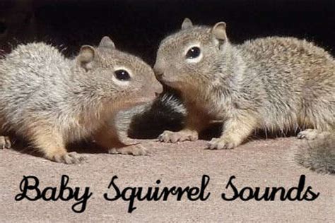 Discover the Chirpy World of Baby Squirrel Sounds: A Symphony in the Wild