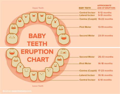 Baby Teeth Chart Age