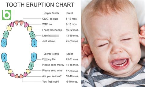 Baby Teeth Chart Funny
