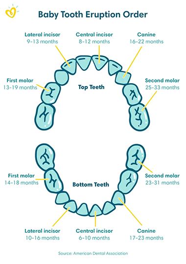 Baby Teeth Growth Chart