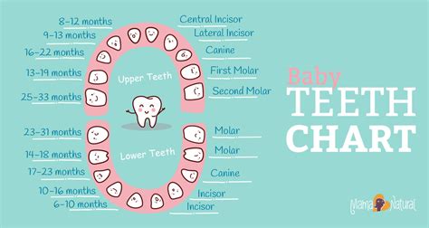 Baby Teeth Order Chart