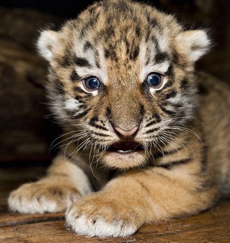 Baby Tiger Endangered Animals