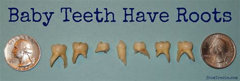 Baby Tooth Root