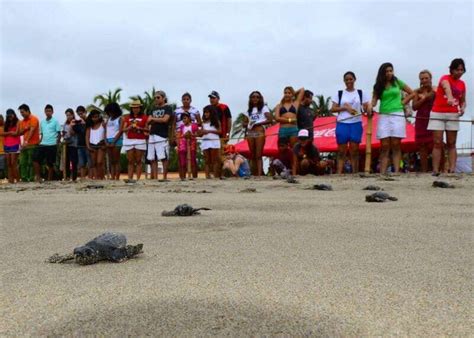 Baby Turtle Release Acapulco