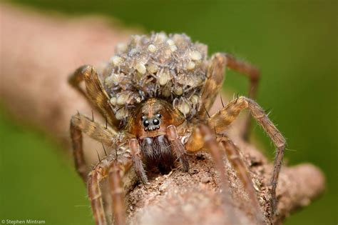 Discovering the Adorable and Fascinating Baby Wolf Spider