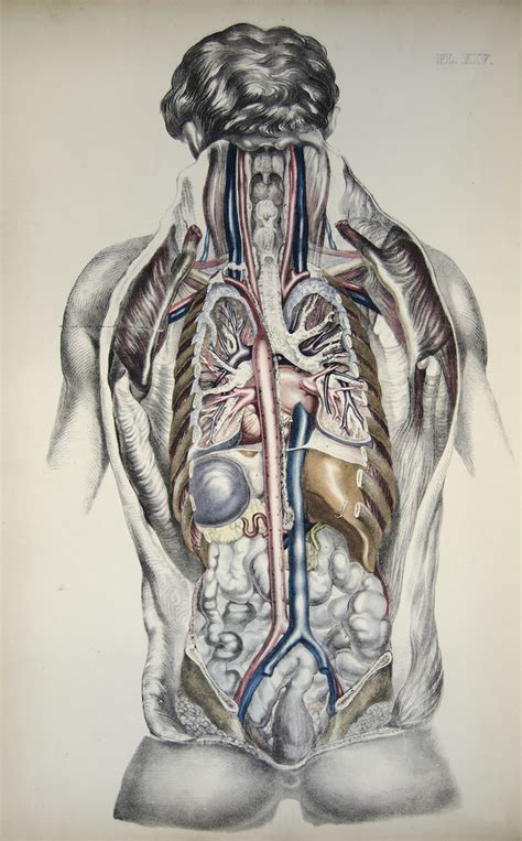 Back View Of Human Organs Mocksure