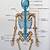 Back Skeletal Anatomy