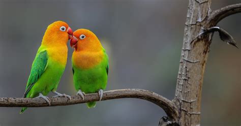 Background Burung Lovebird