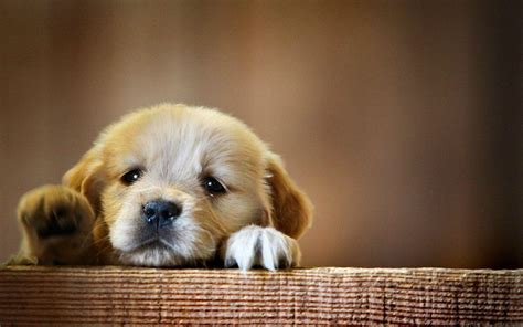Background Cute Dog Wallpapers