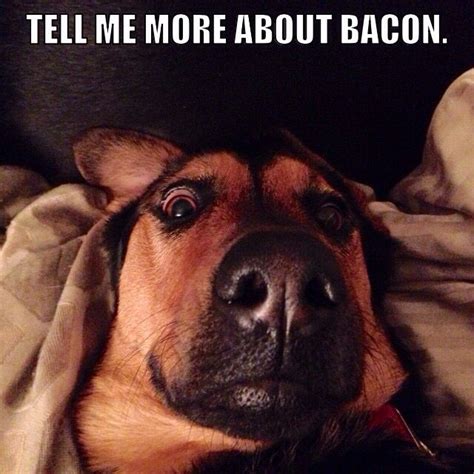 Bacon Dog meme