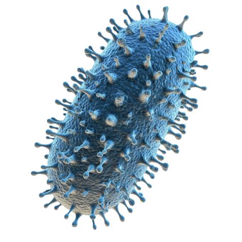 Bacteria 3D PNG