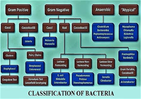 Bacteria Classification Chart