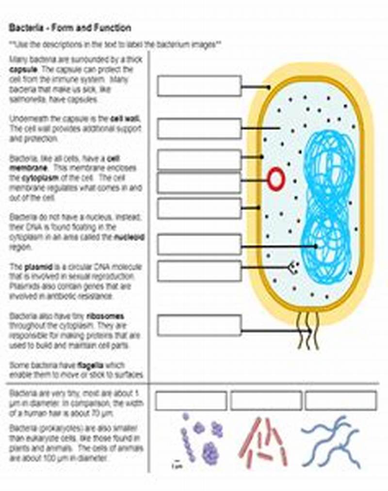 Bacteria Form And Function Answer Key