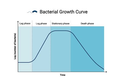 Bacterial Growth Chart