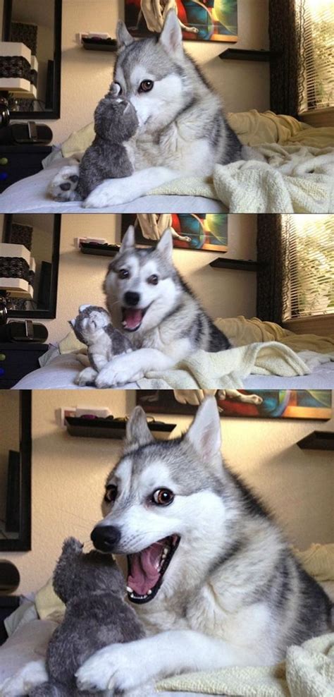 Bad Joke Meme Dog
