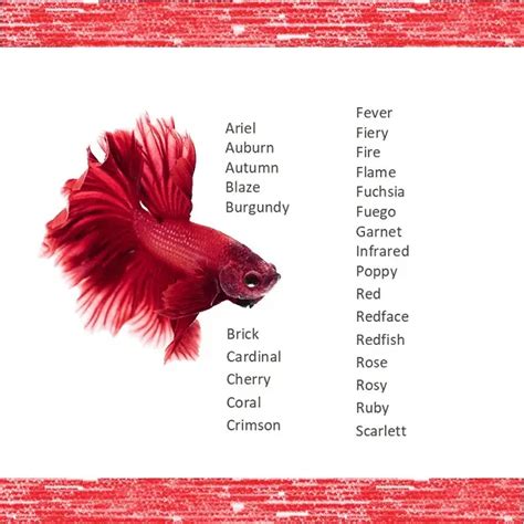 Badass Betta Fish Names