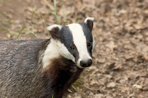 Discover the Fascinating World of Badger Animal: Facts, Habitat and Behavior