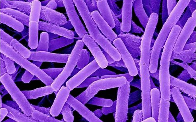 Bagaimana Bacillus Anthracis Menyebar?