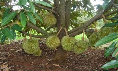 Bagaimana Cara Menanam Durian dari Biji Agar Cepat Berbuah?
