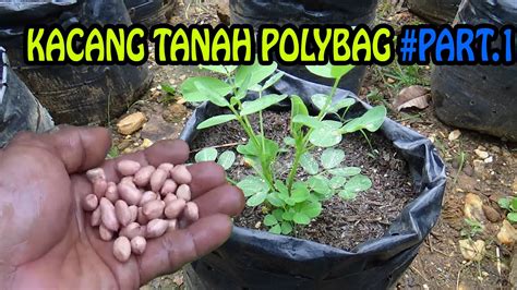 Bagaimana Cara Menanam Kacang Tanah di Polybag?
