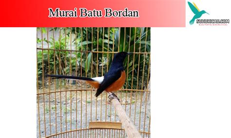 Bagaimana Harga Murai Bordan di Pasaran?