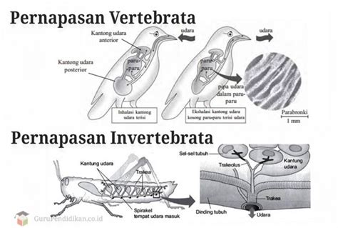 Bagaimanakah Sistem Gerak Pada Vertebrata Dan Invertebrata