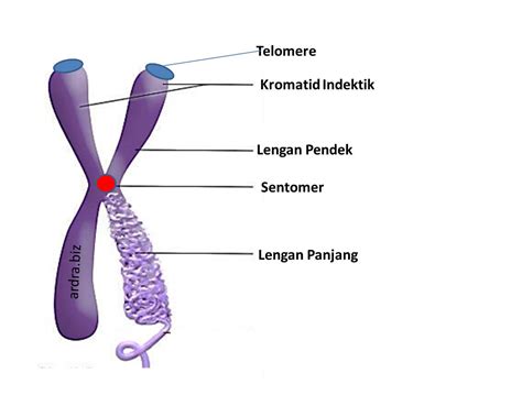 Pengertian Kromosom Lengkap Struktur, Jenis, Fungsi, Kelainan dan