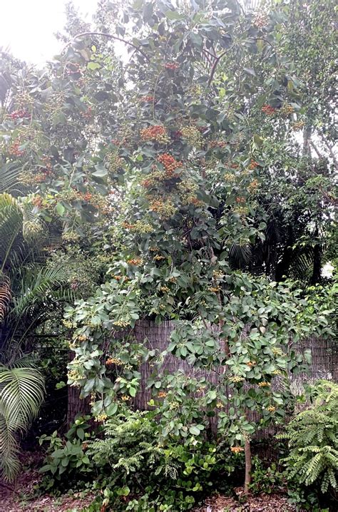 Bahama Strongbark