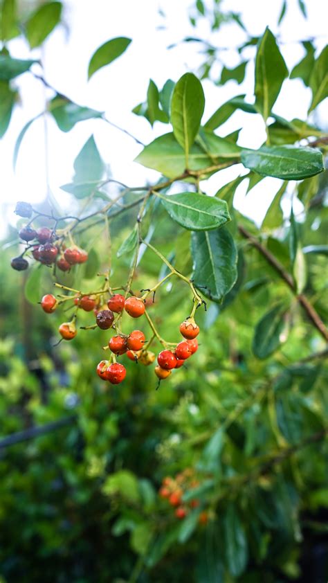 Bahama Strongbark Tree