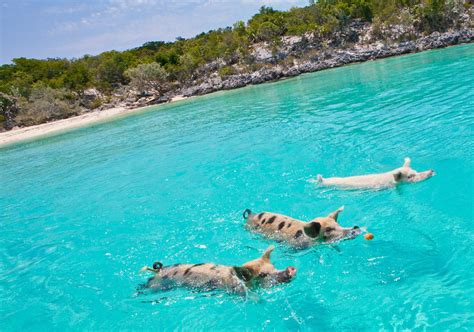 Bahamas Swimming Pigs