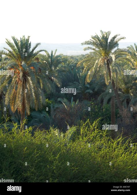 Bahariya Oasis palms