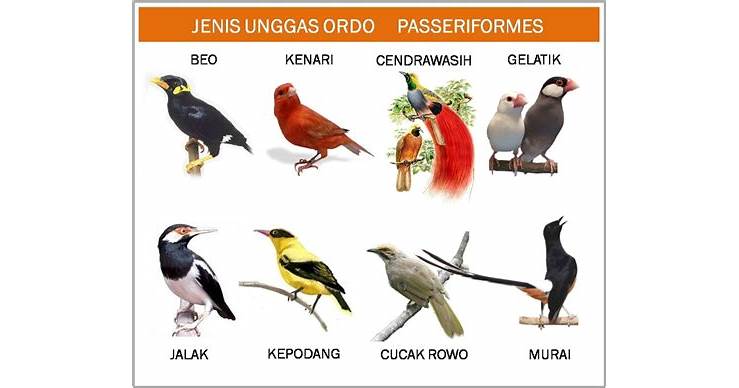 Bahasa Burung Indonesia