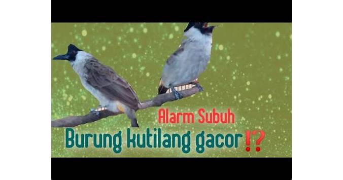 Bahasa Burung Indonesia Suara Alarm