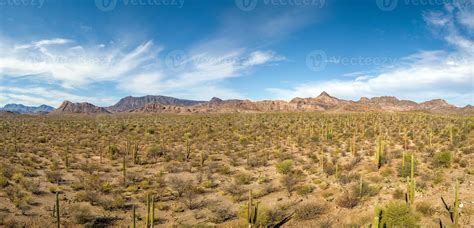 Baja Desert Landscape