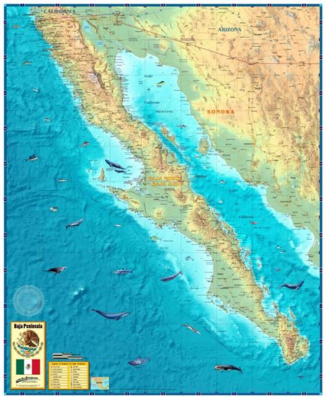 Baja California, State of Mexico, on Solid. Relief Stock Illustration