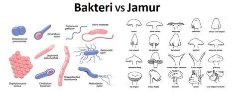 Bakteri dan Jamur